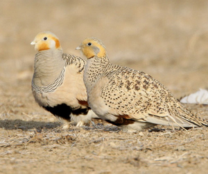 Монгол ногтруу